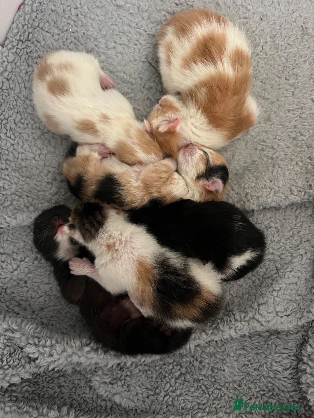 Mixed Breed cats for sale: Mixed breed kittens for sale - Advert 2