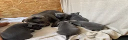 Staffordshire Bull Terrier dogs for sale: Beautiful blue Staffordshire Bull Terrier Puppies  in Epsom - Advert 2
