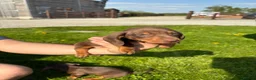 Dachshund dogs for sale: Dachshund puppies - Advert 8