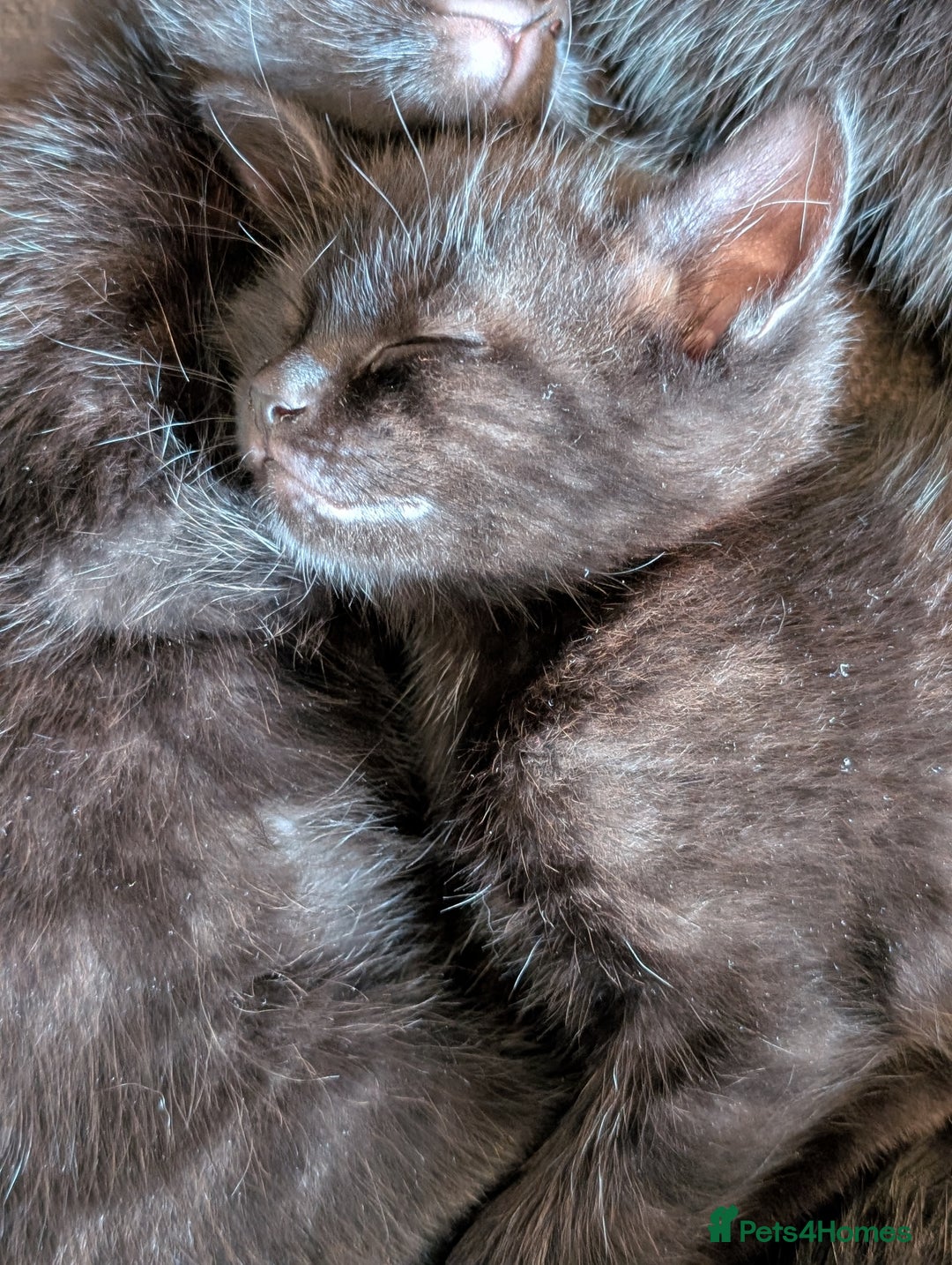 British Shorthair cats for sale: Beautiful black and white kittens for sale - Image 6