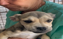 Mixed Breed dogs for adoption: Bugsy, approx 6 mnths. Available for adoption.  - Image 14