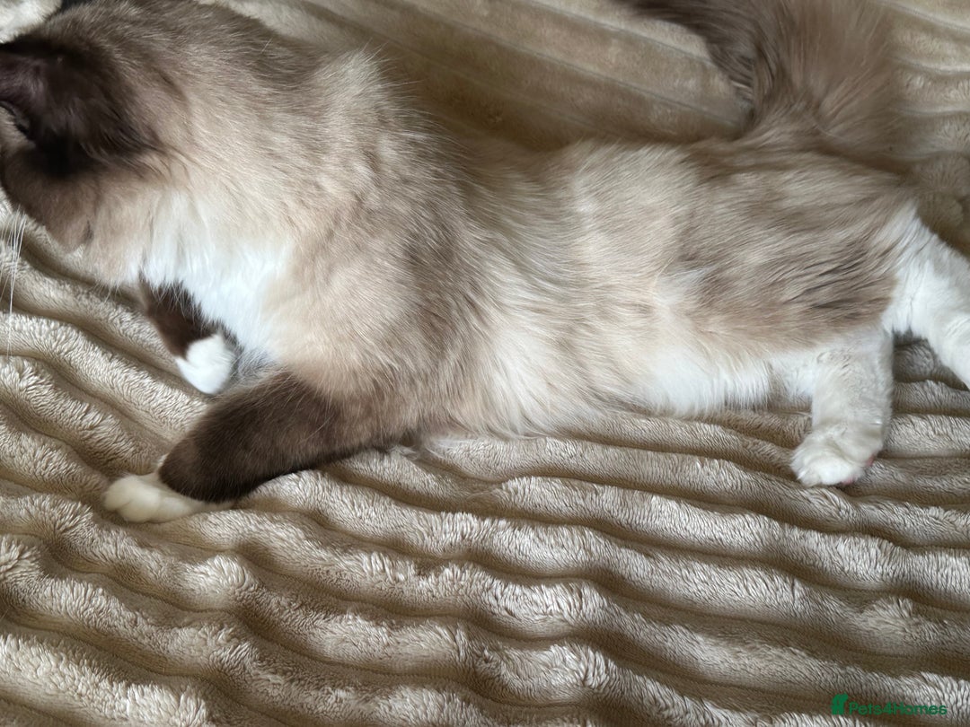 Ragdoll cats for sale: Radoll Boy Proven Stud for sale - Image 6