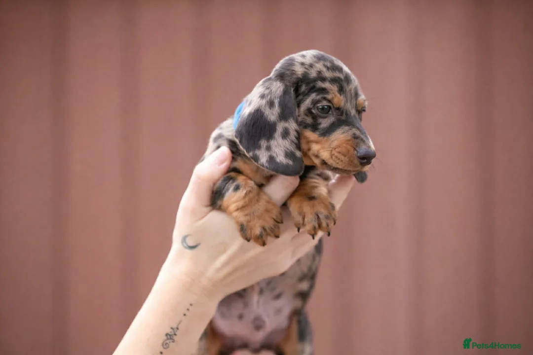 Miniature Dachshund dogs for stud: Mini Muffin pop for stud! - Advert 15