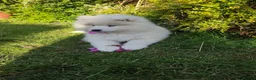Samoyed dogs for sale: Kc registered samoyed puppy female  - Advert 4