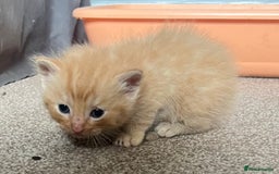 Mixed Breed cats for sale: Half Ragdoll Kittens - Image 3