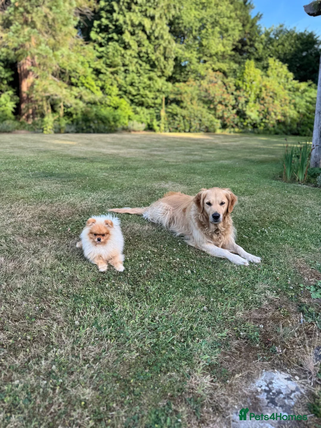 Pomeranian dogs for stud: Cream Pomeranian for stud. in Tunbridge Wells - Advert 6