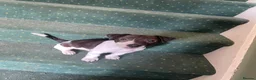 Jack Russell dogs for sale: 2 beautiful male Jack Russells - Advert 11
