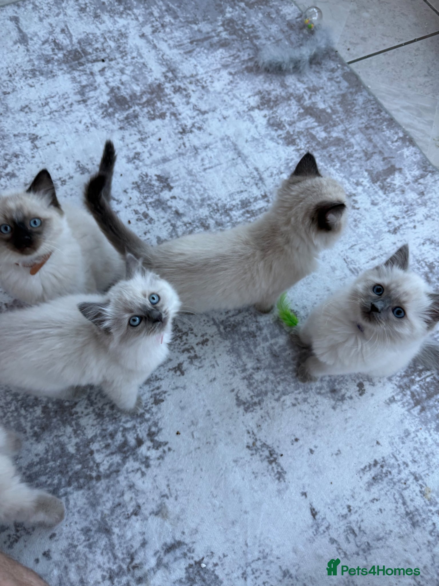 Ragdoll cats ✨ Beautiful Ragdoll Kittens ✨ - Advert 7