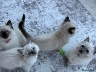 Ragdoll cats ✨ Beautiful Ragdoll Kittens ✨ - Advert 7