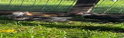 Chickens poultry for sale: Variety of Hens and cockerels for sale in Leominster - Advert 5