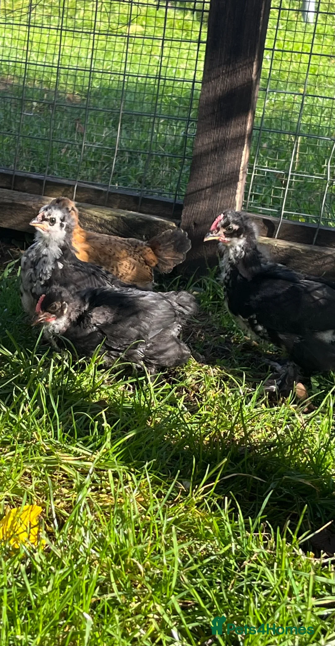 Chickens poultry for sale: Variety of Hens and cockerels for sale in Leominster - Advert 5