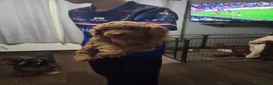 Cockapoo 1