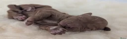Australian Labradoodle dogs for sale: Birth announcement📣  📣 - Advert 36