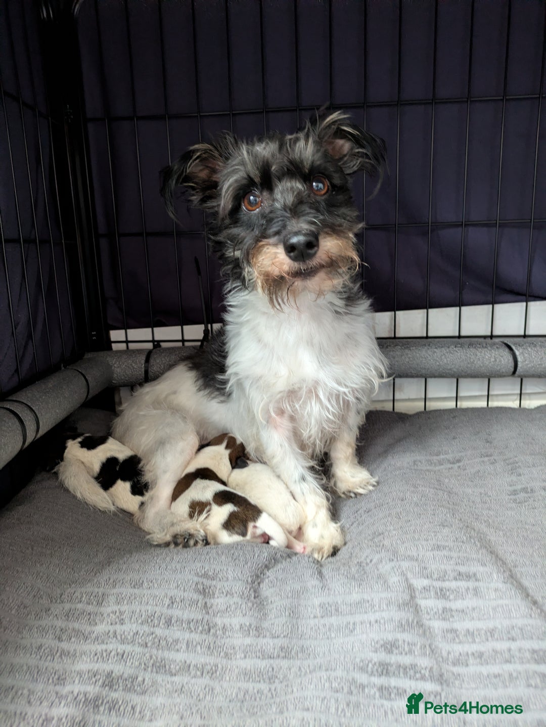 Mixed Breed dogs for sale: Pretty long soft coated Terrier Bitch - Advert 1