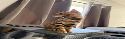 Bengal cats for sale: Stunning Bengal 3 Boys left - Advert 38