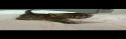 Mixed Breed cats for sale: Gorgeous Mainecoon x Bengal - Advert 15