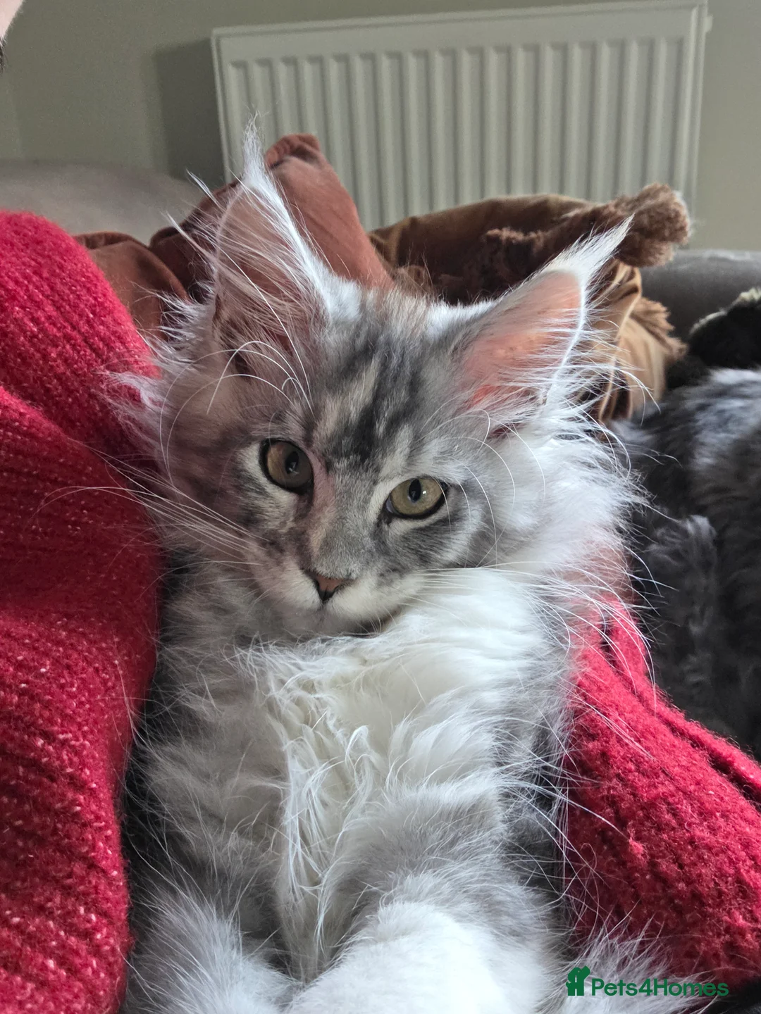 Maine Coon cats for sale: Pure breed Affectionate Mainecoon Female - Advert 14