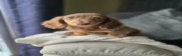 Miniature Dachshund dogs for sale: ❤️Miniature dachshund puppies❤️ - Advert 7