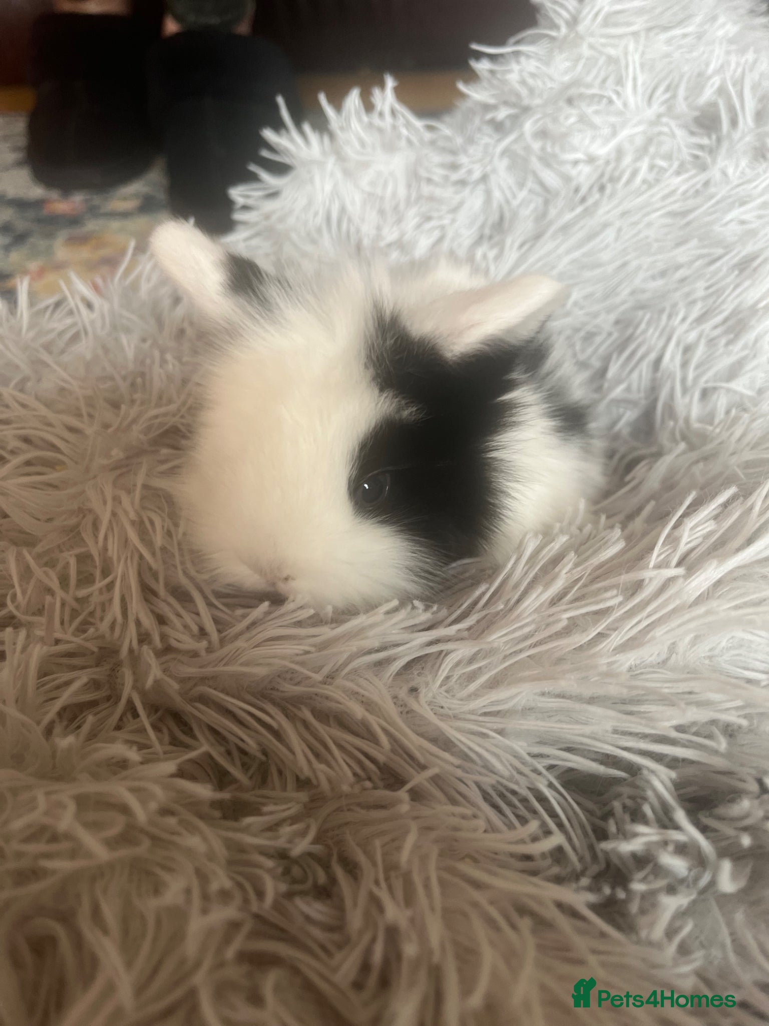 Mini Lion Lop rabbits One girl left - Advert 14