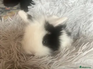 Mini Lion Lop rabbits One girl left - Advert 14