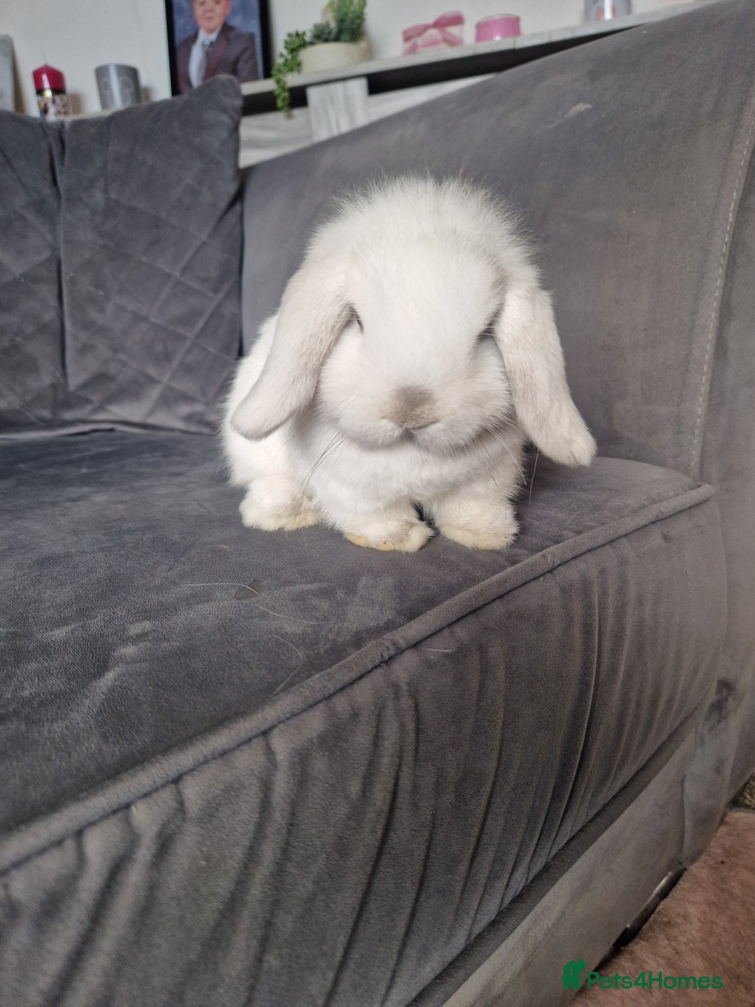Mini Lop rabbits for sale: ⭐️pure bred minilops - Image 7