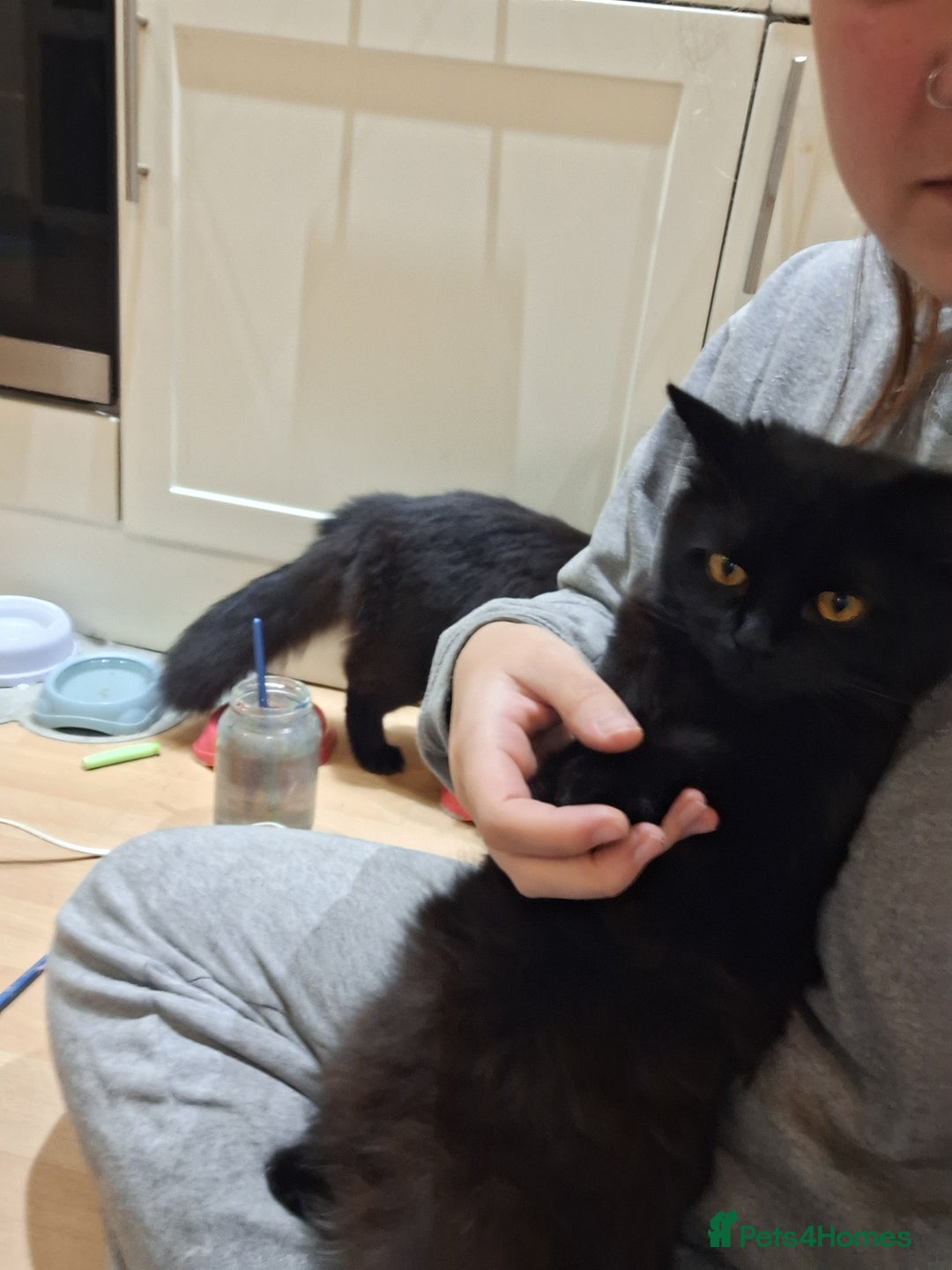 Mixed Breed cats for sale: 1 female cat - Image 4