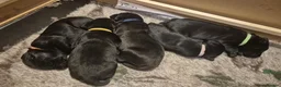 Labrador Retriever dogs for sale: Stunning Working Line Labrador Pups in Rugeley - Advert 8