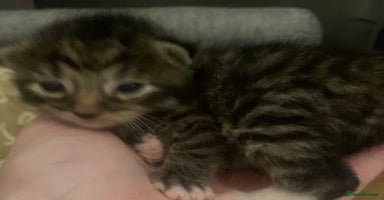 Mixed Breed cats Lovely fluffy playful kittens  - Advert 8