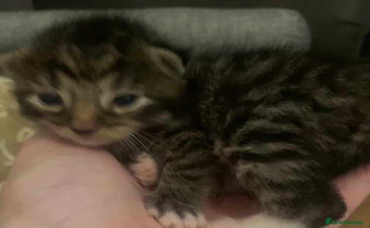 Mixed Breed cats Lovely fluffy playful kittens  - Advert 2