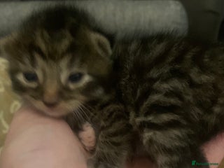 Mixed Breed cats Lovely fluffy playful kittens - Advert 14