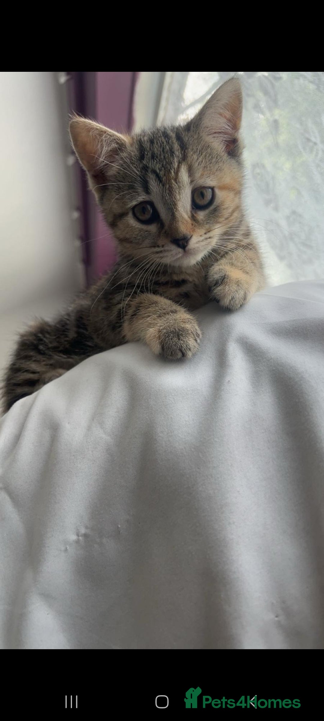 Scottish Fold cats for sale: Scottish fold/straight kittens  - Image 9