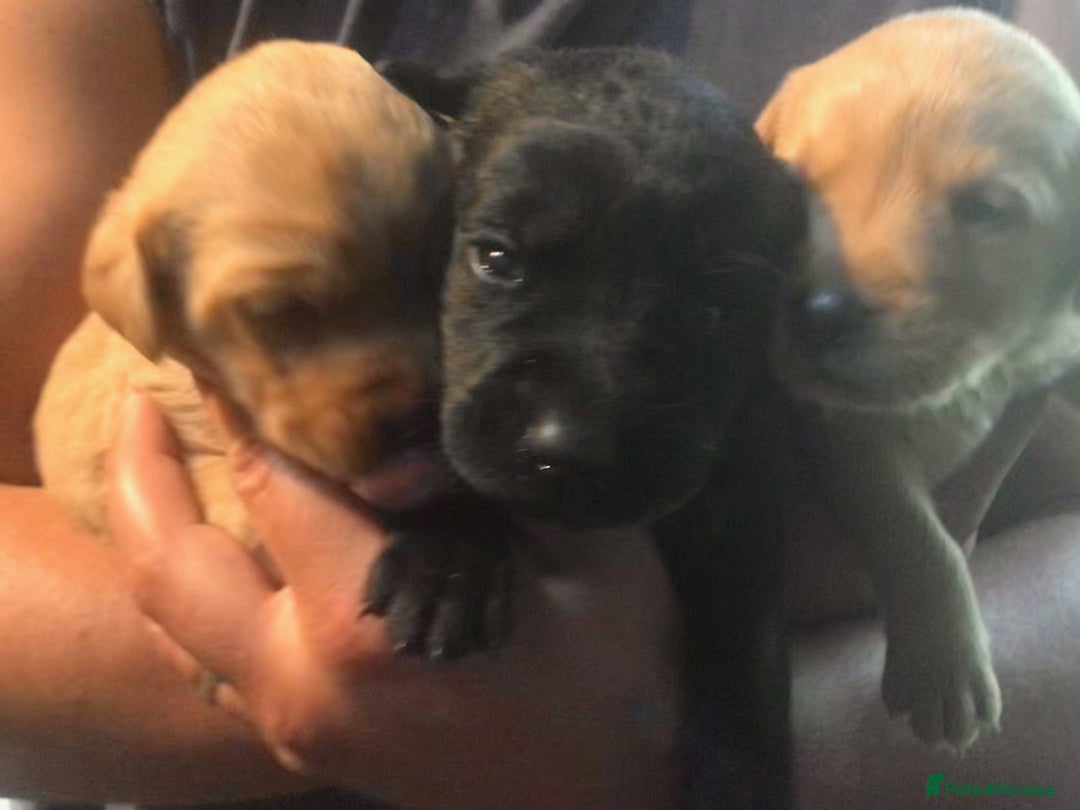 Labrador Retriever dogs for sale: Beautiful KC Reg Lab pups  - Image 12