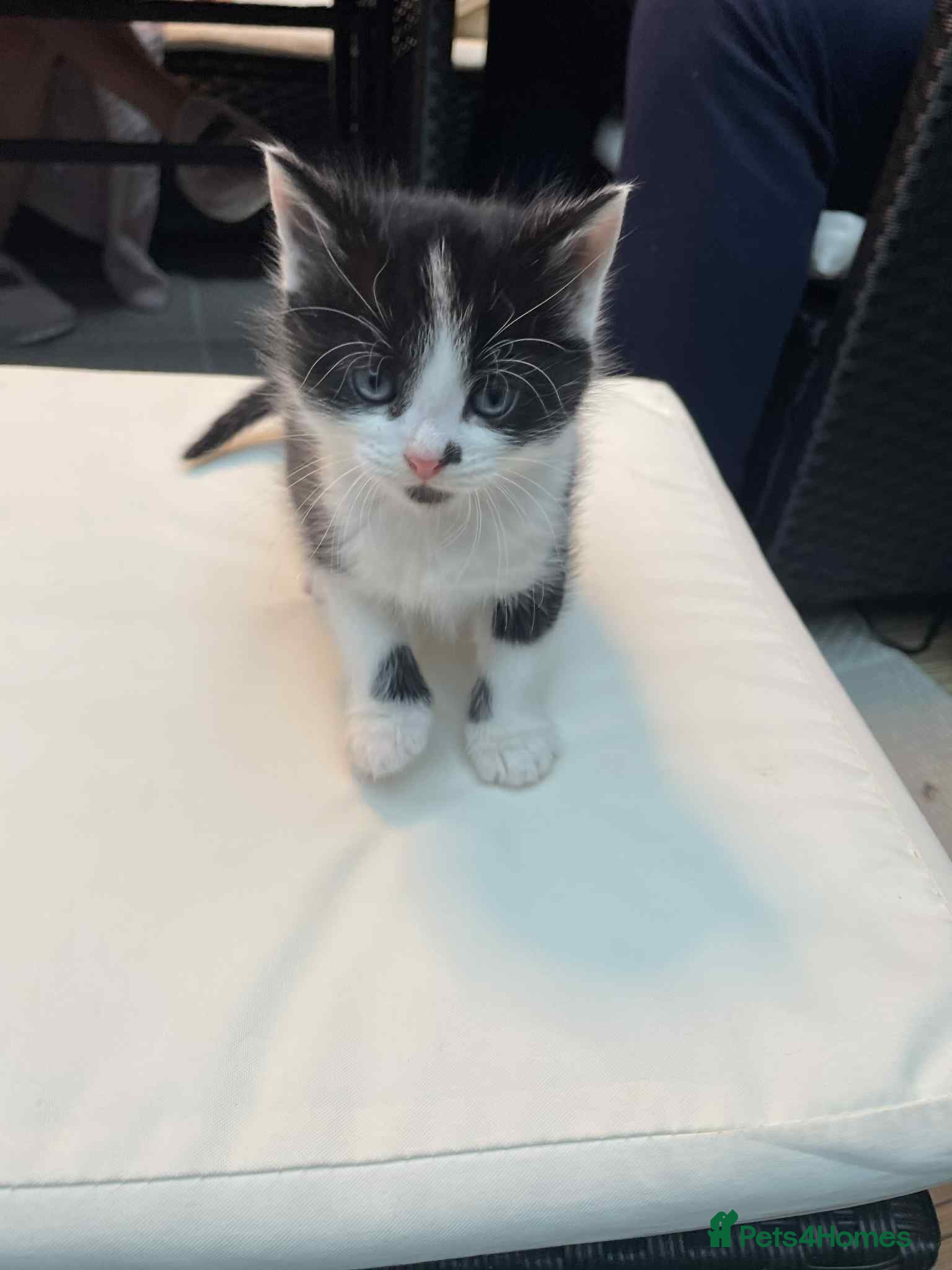 Mixed Breed cats 2 lovely girls for sale - Advert 1