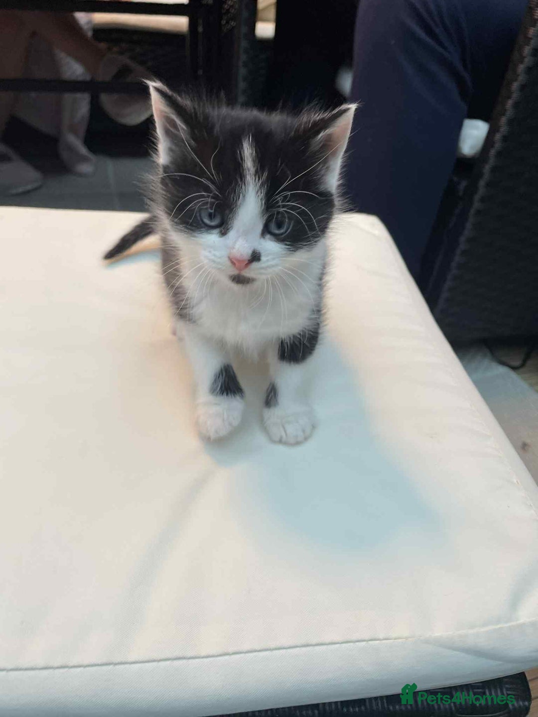 Mixed Breed cats for sale: 2 lovely girls for sale - Advert 1