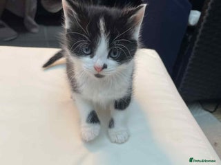 Mixed Breed cats 2 lovely girls for sale - Advert 2