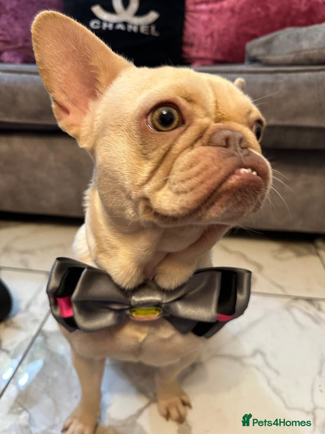French Bulldog dogs for sale: 1 year old female platinum frenchie.  - Advert 15