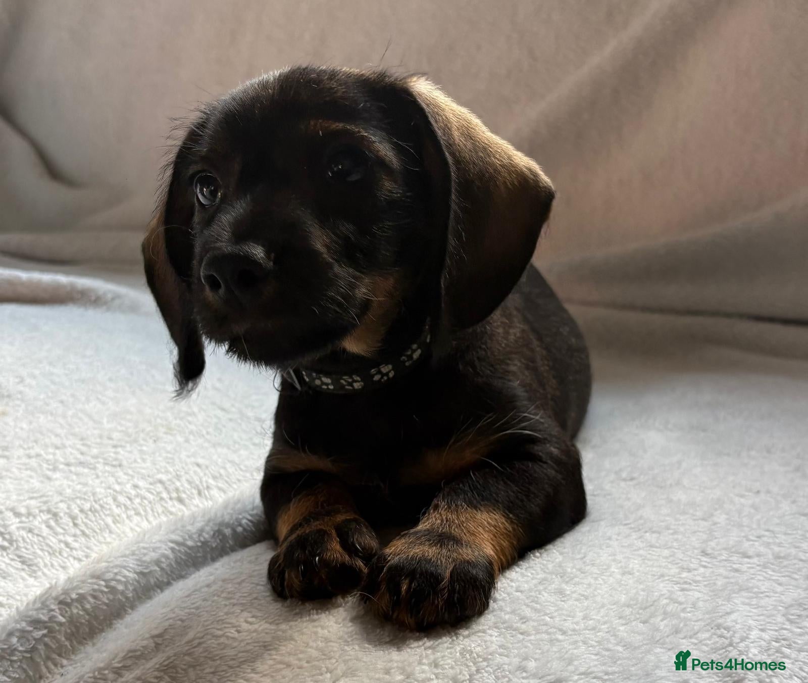 Dachshund dogs Stunning Dachshund Puppies For Sale - Advert 2