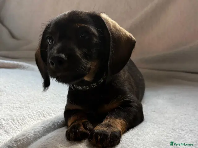 Dachshund dogs for sale: Stunning Dachshund Puppies For Sale - Advert 1