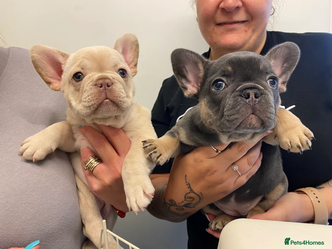 French Bulldog dogs for stud: ISABELLA NEWSHADE AND TAN CREAM CARRIER STUD in Boston - Advert 24