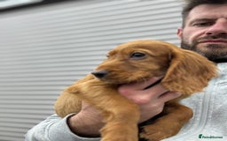 Cocker Spaniel dogs for sale: Working cocker spaniel - champion bloodlines  - Image 9