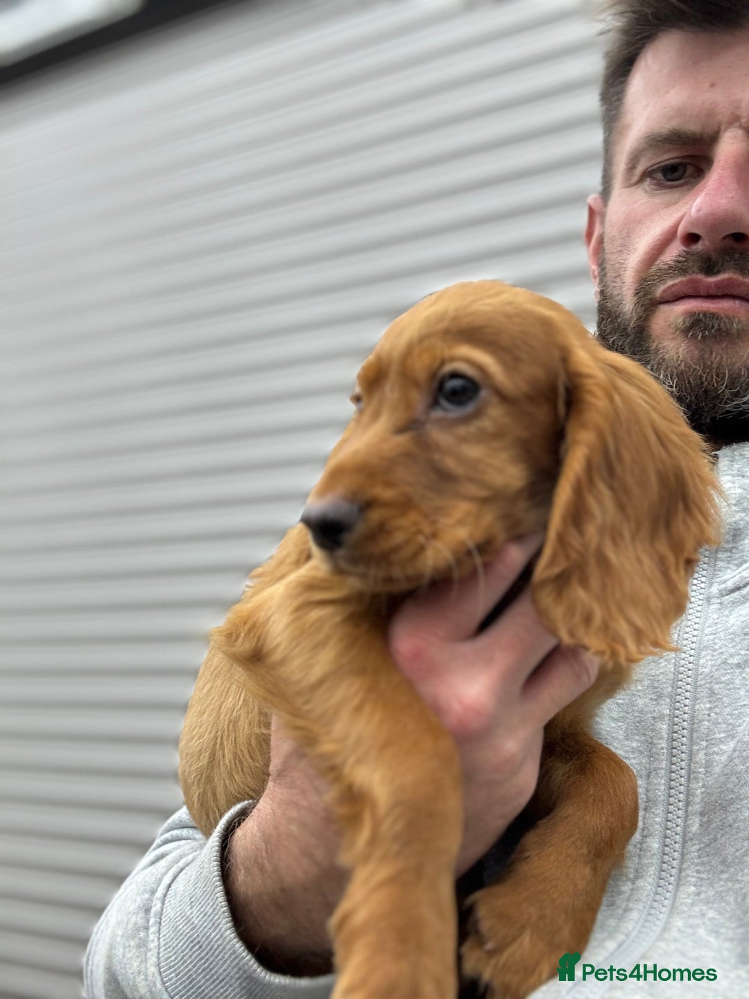 Cocker Spaniel dogs for sale: Working cocker spaniel - champion bloodlines  - Image 9