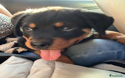 Rottweiler dogs for sale: 14 week old male puppy - Image 4