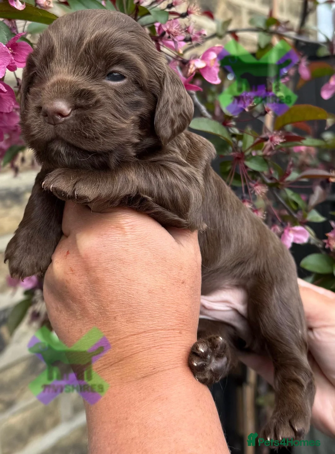 Cocker Spaniel dogs for sale: Kc cocker spaniels  17 DNA HEALTH TESTED  - Advert 6