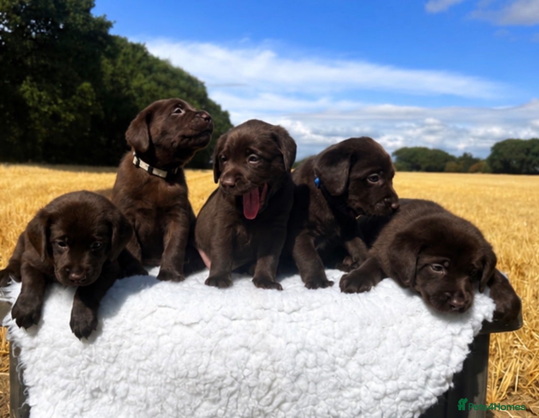 Labrador Retriever dogs Chocolate Labrador puppies KC health tested  - Advert 2