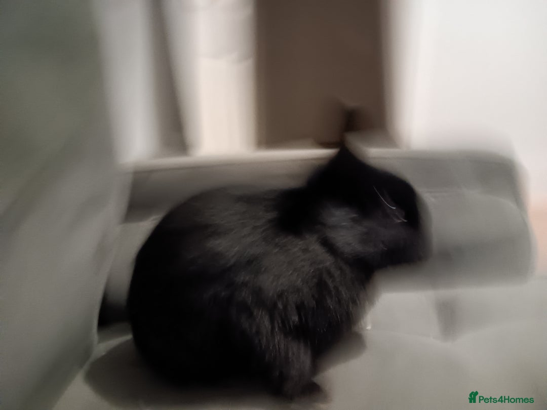 Netherland Dwarf rabbits for sale: Netherland dwarf ,,《show stock》 - Advert 2