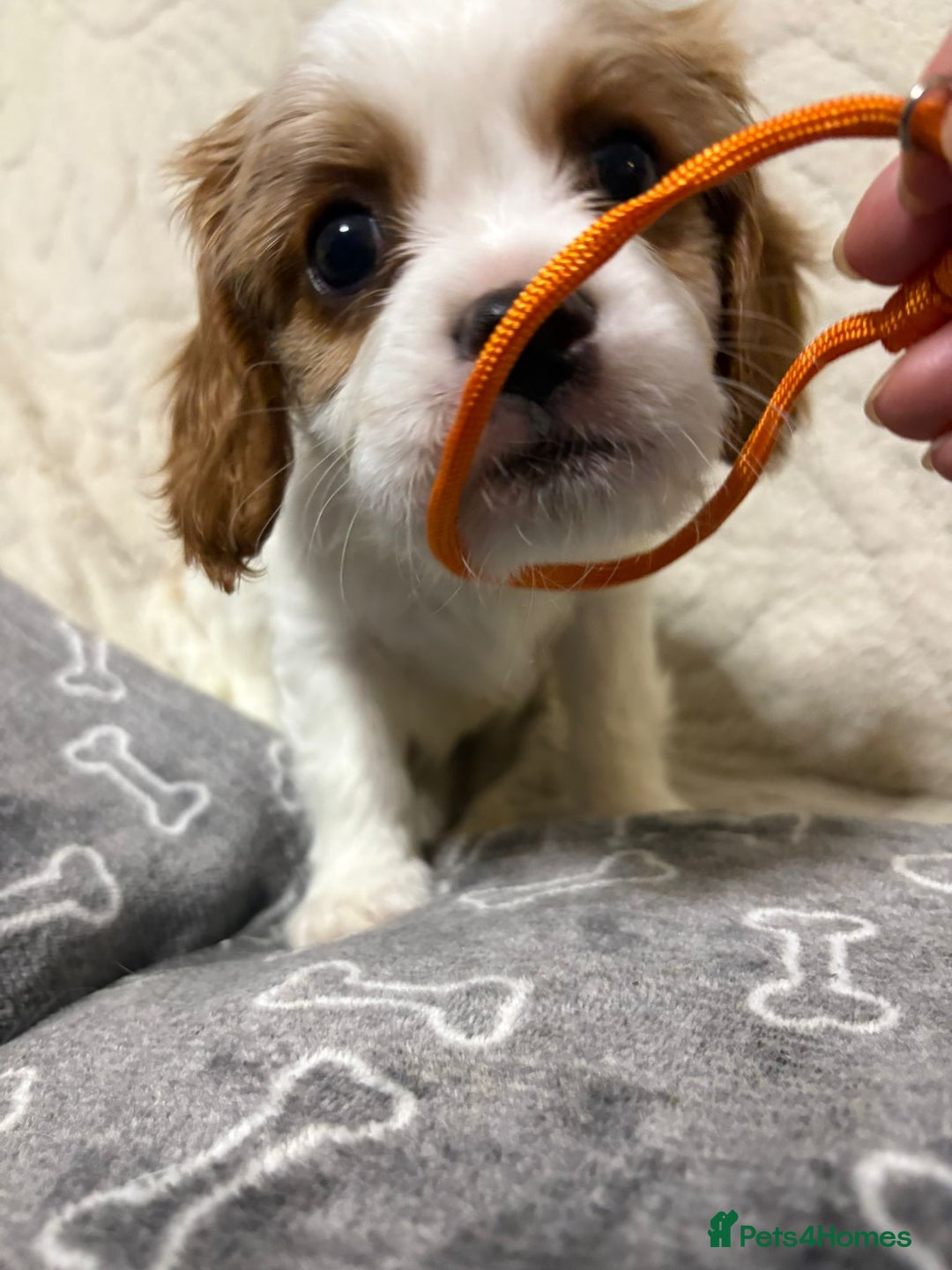 Cavalier King Charles Spaniel dogs for sale: Beautiful Blenheim King Charles spaniel pups    - Advert 26