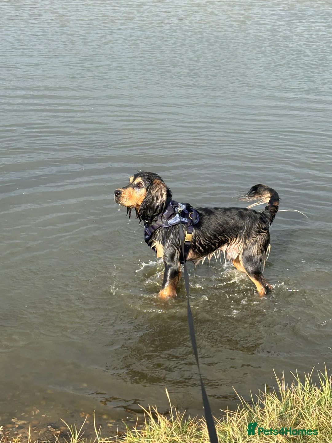 Cockerdor dogs for sale: Hector 2 year old Cockerdor  - Advert 5