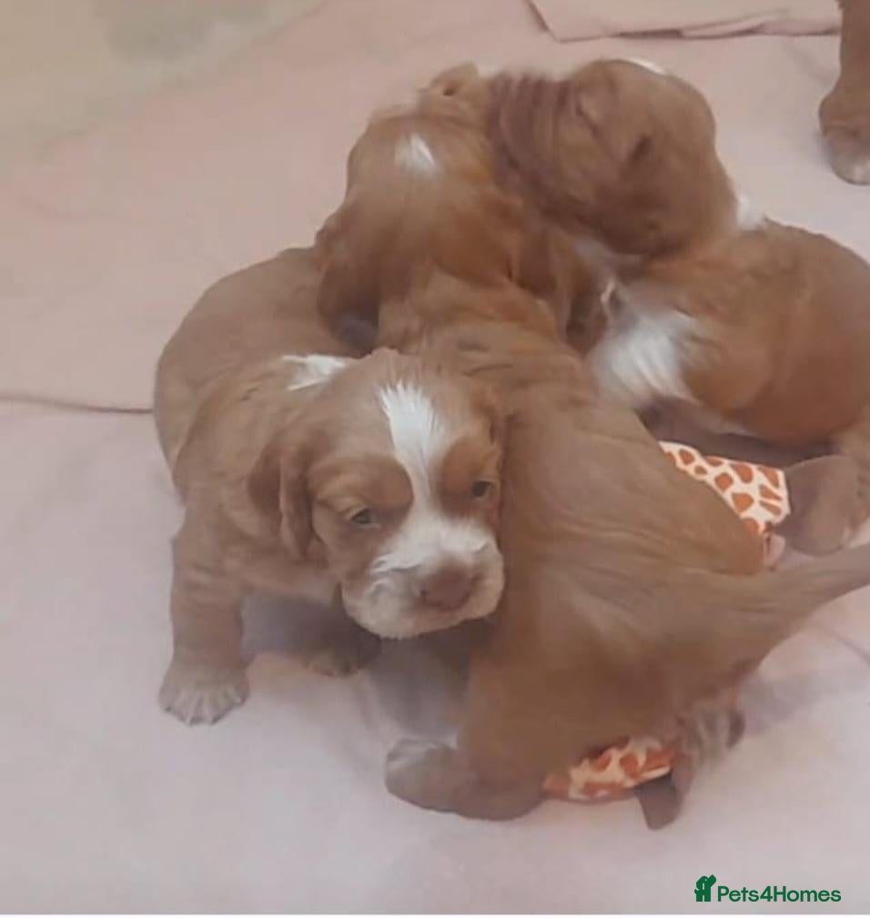 Sprocker dogs Sprocker x Cocker Spaniel Puppies - Advert 1