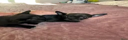Chihuahua dogs for sale: Chihuahua puppies for sale - Advert 14
