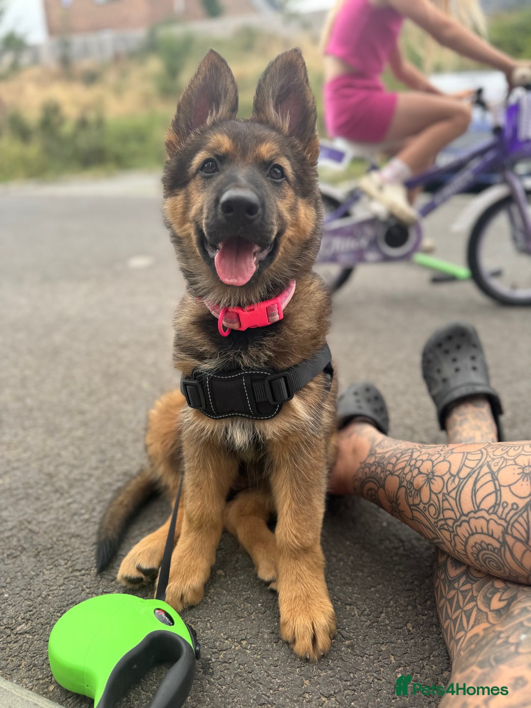 German Shepherd dogs for sale: GSD female Puppy - Image 2